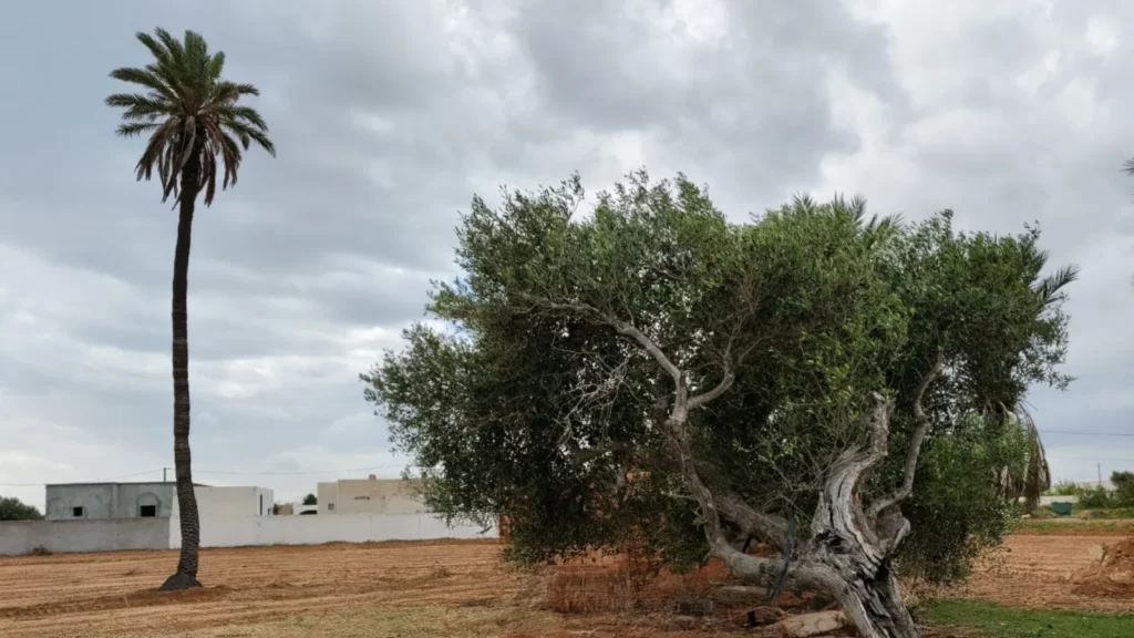 Residentie Ethic Village Djerba — 4 privévilla's met zwembad zonder inkijk | Volledige afhuur