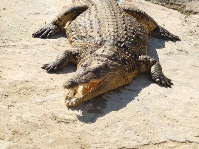 Djerba Explore Park — crocodile park and heritage museum | Ethic Village Djerba