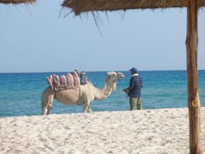 Dromadaire sur plage de sable blanc | Djerba