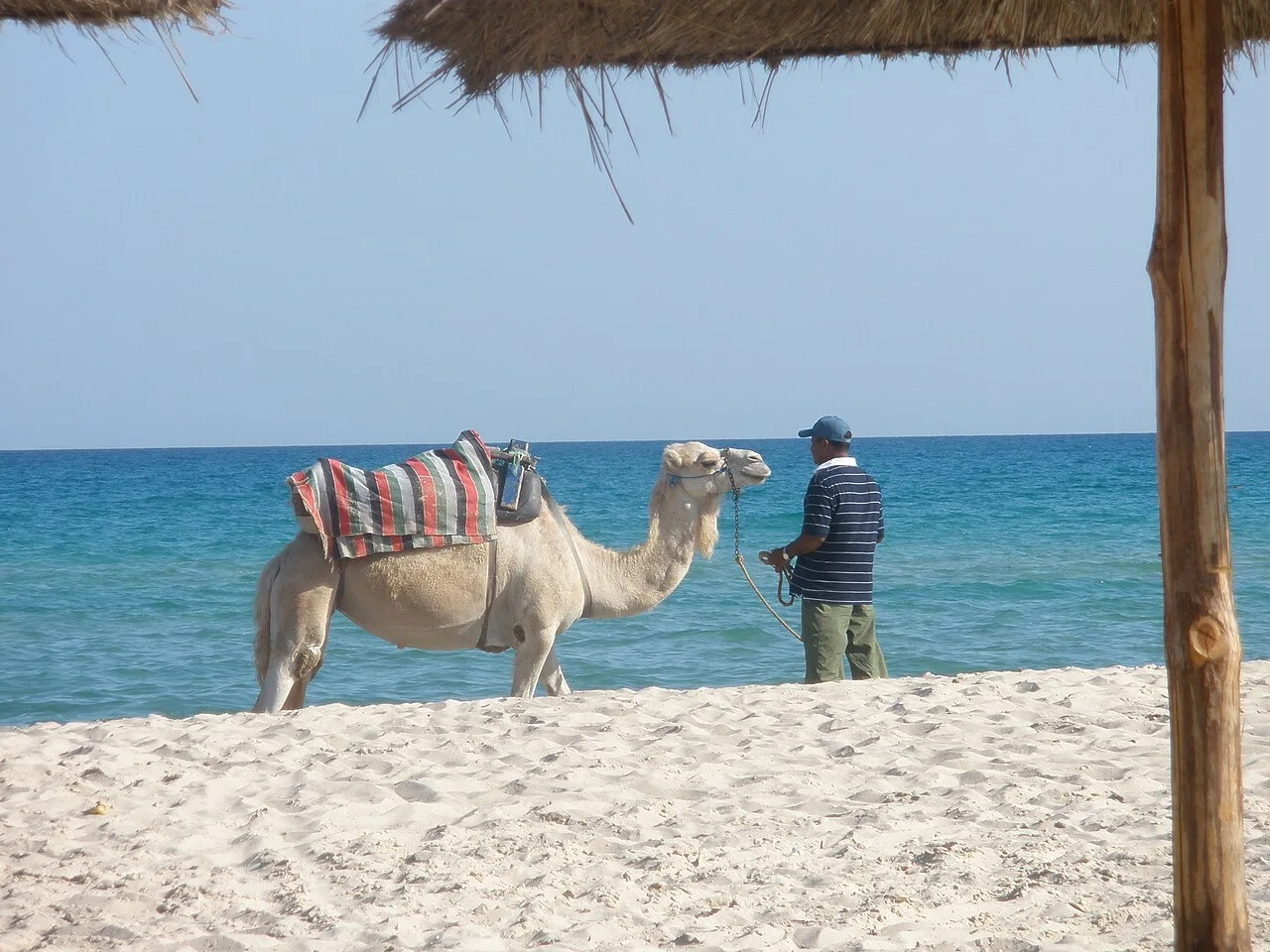 Dromadaire sur la plage de sable fin de Djerba — balade en famille adaptée aux enfants