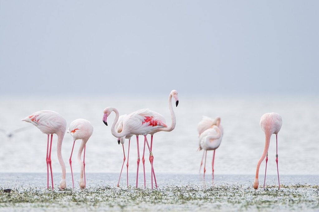 Flamants roses dans la lagune | Djerba nature