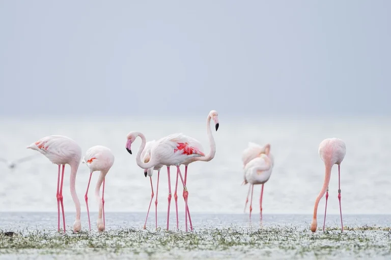 Flamants roses dans la lagune | Djerba nature