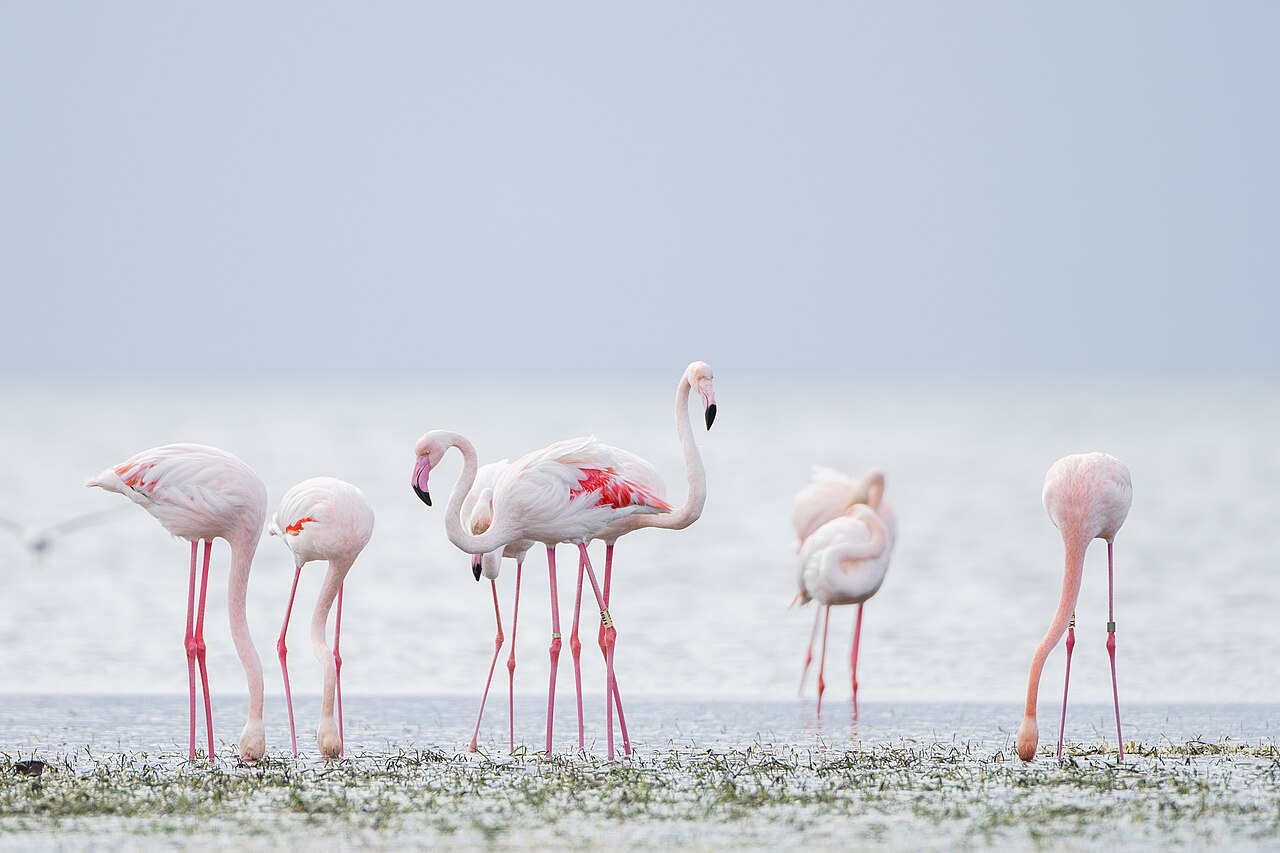 Flamants roses dans la lagune de Djerba — sortie nature en famille pour des vacances muslim-friendly