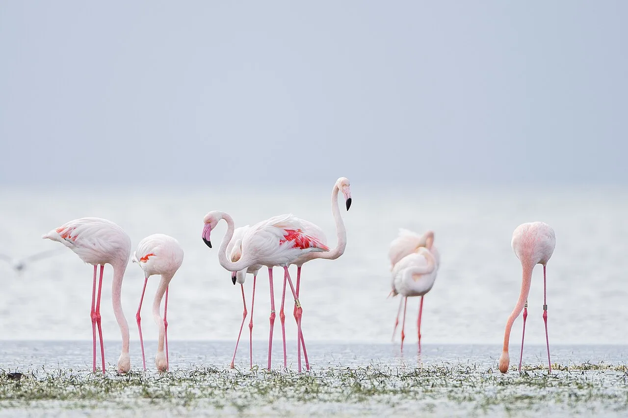 Flamants roses dans la lagune de Djerba — sortie nature en famille pour des vacances muslim-friendly