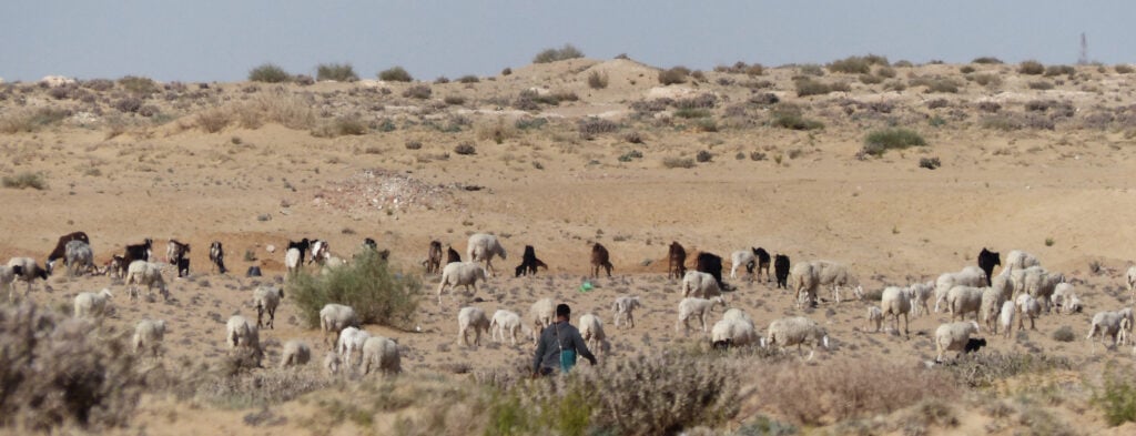 Troupeau de moutons et chèvres avec son berger dans la campagne aride près de Tozeur, sud tunisien — préparation à l'Aïd al-Adha