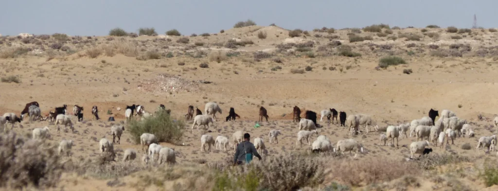 Troupeau de moutons et chèvres avec son berger dans la campagne aride près de Tozeur, sud tunisien — préparation à l'Aïd al-Adha