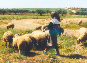 Bergère tunisienne menant son troupeau de moutons à travers la campagne tunisienne — Aïd al-Adha