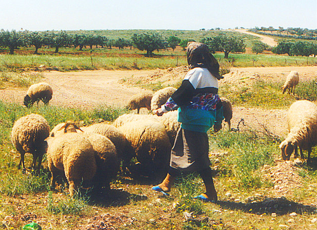 Bergère tunisienne menant son troupeau de moutons à travers la campagne tunisienne — Aïd al-Adha