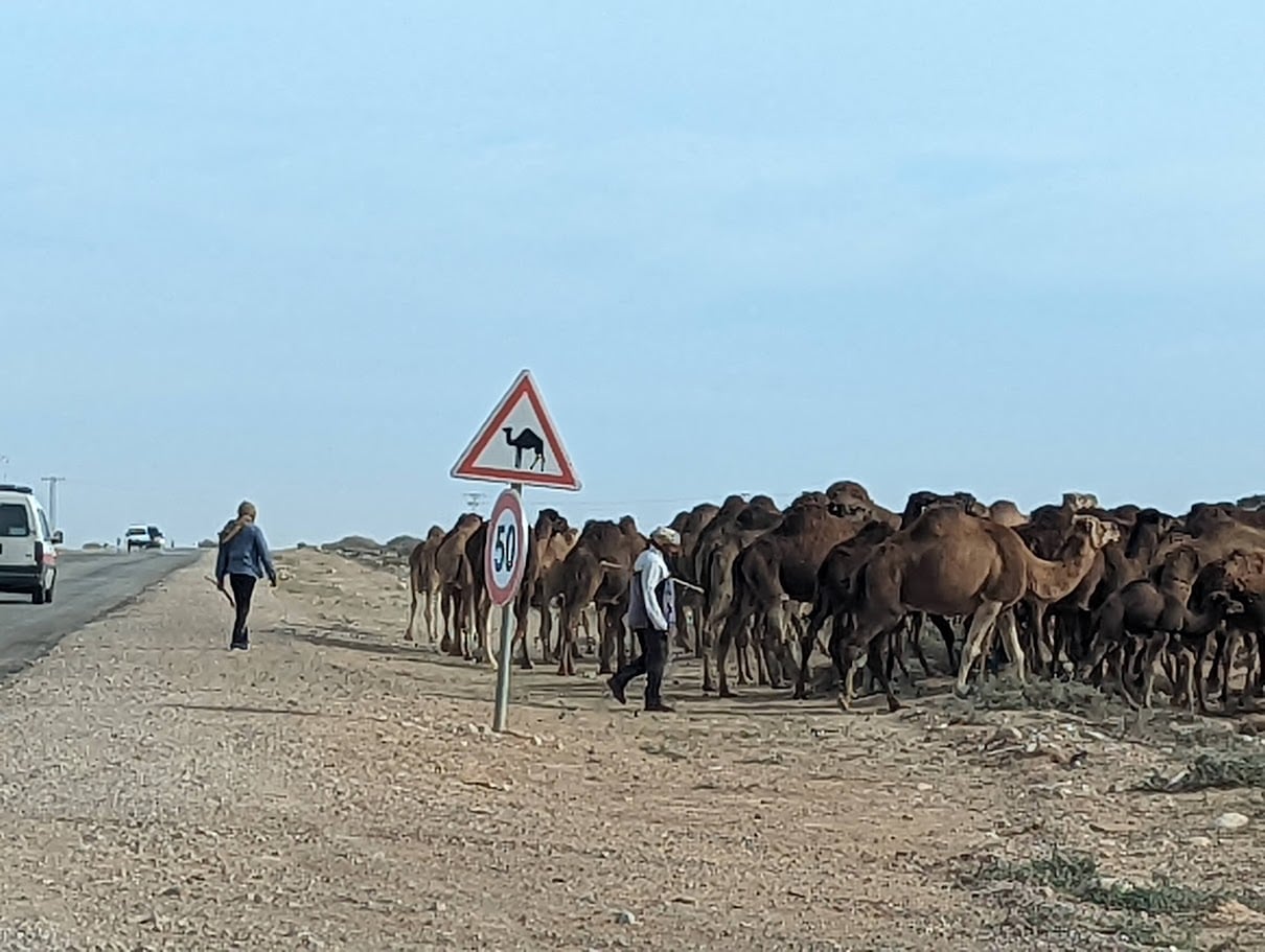 Troupeau de dromadaires traversant une route du Sud tunisien près d'un panneau de signalisation