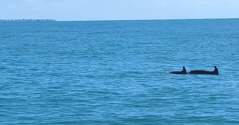 Deux dauphins au large de la côte sud-est de Djerba, leurs ailerons dorsaux hors de l'eau, une côte à l'horizon