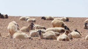 Aïd el-Kébir 2027 en Tunisie — troupeau de moutons au repos dans le sud tunisien, près de Ksar Ghilane