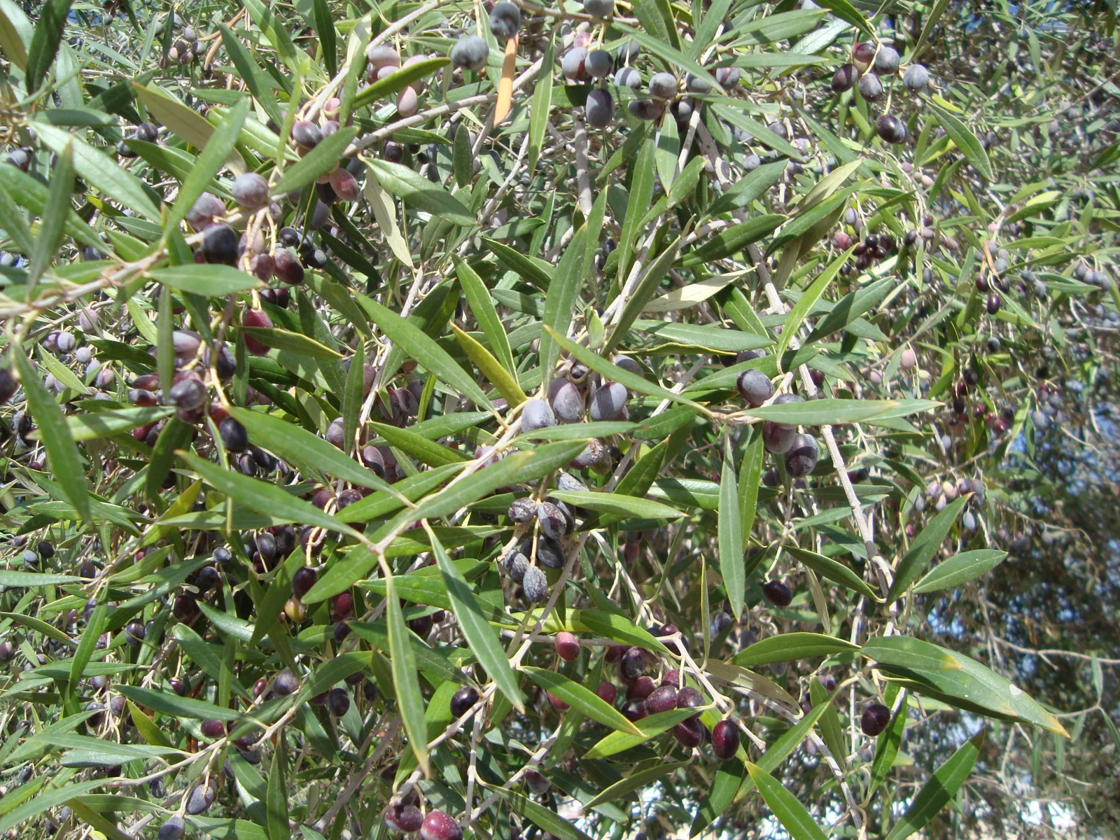 Olive in maturazione su un ulivo di Djerba, dove la raccolta va da novembre a gennaio